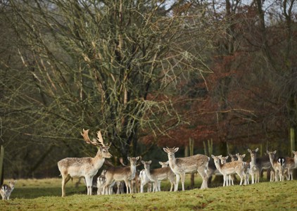 The Hide at THE PIG-near Bath - The Mendip Hills, Somerset